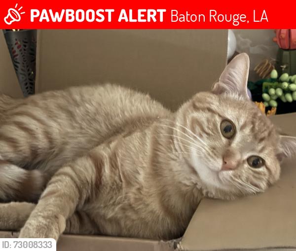 Lost Male Cat last seen Maxine drive 70808, Baton Rouge, LA 70808