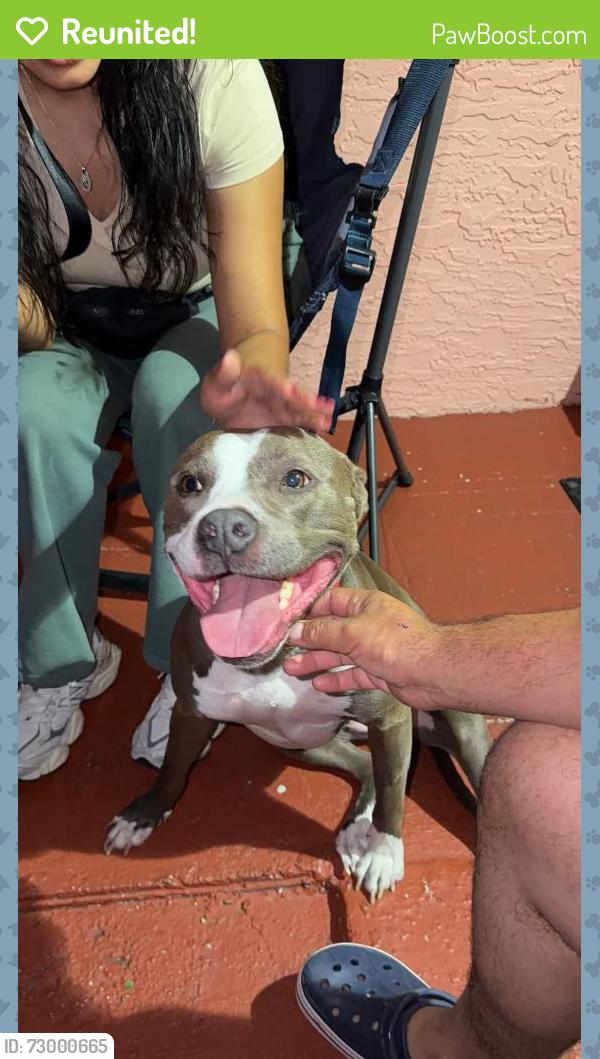 Reunited Female Dog last seen Hollywood Blvd & sw 64st way, Hollywood, FL 33024