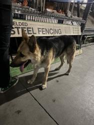 Reunited Male Dog last seen Near E Thomas Rd, Phoenix, AZ 85018, USA, Phoenix, AZ 85018