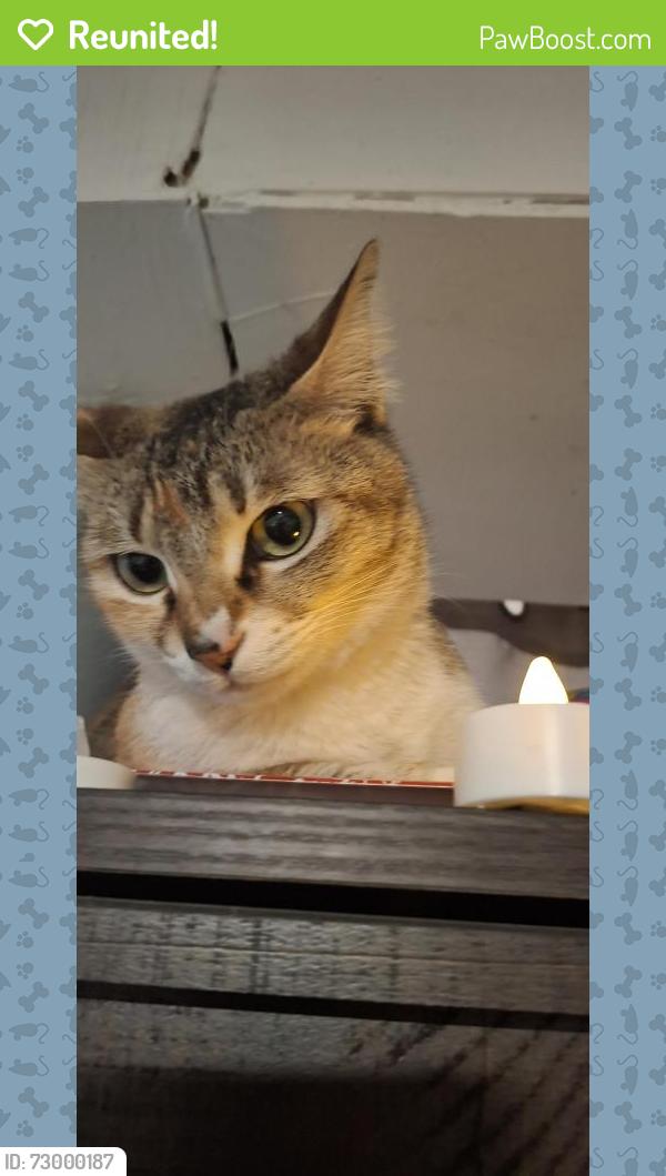 Reunited Female Cat last seen Near street hillside Jamaica , Queens, NY 11423