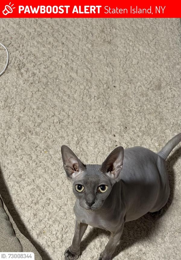 Lost Female Cat last seen Arthur Avenue & McClean Avenue, Staten Island, NY 10305