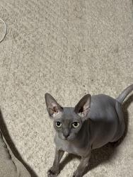 Lost Female Cat last seen Arthur Avenue & McClean Avenue, Staten Island, NY 10305