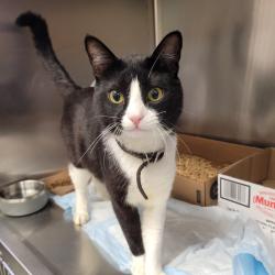 Shelter Stray Male Cat last seen , 6621 Westminster Ave, Garden Grove, CA 92844, USA