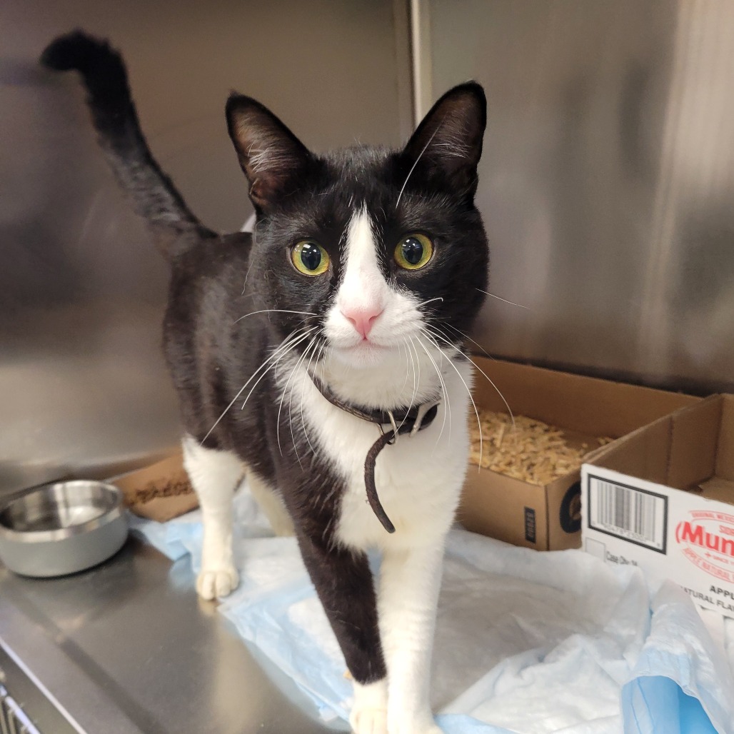 Shelter Stray Male Cat last seen , 6621 Westminster Ave, Garden Grove, CA 92844, USA