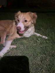 Found/Stray Female Dog last seen Near E Kilpatrick , Cleburne, TX 76031