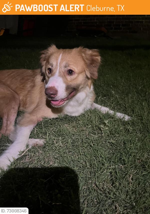 Found/Stray Female Dog last seen Near E Kilpatrick , Cleburne, TX 76031