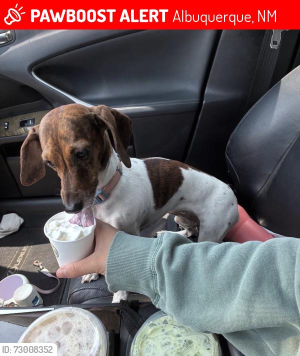 Lost Female Dog last seen Coors snd Don Felipe, Albuquerque, NM 87121
