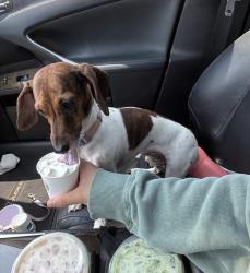 Lost Female Dog last seen Coors snd Don Felipe, Albuquerque, NM 87121