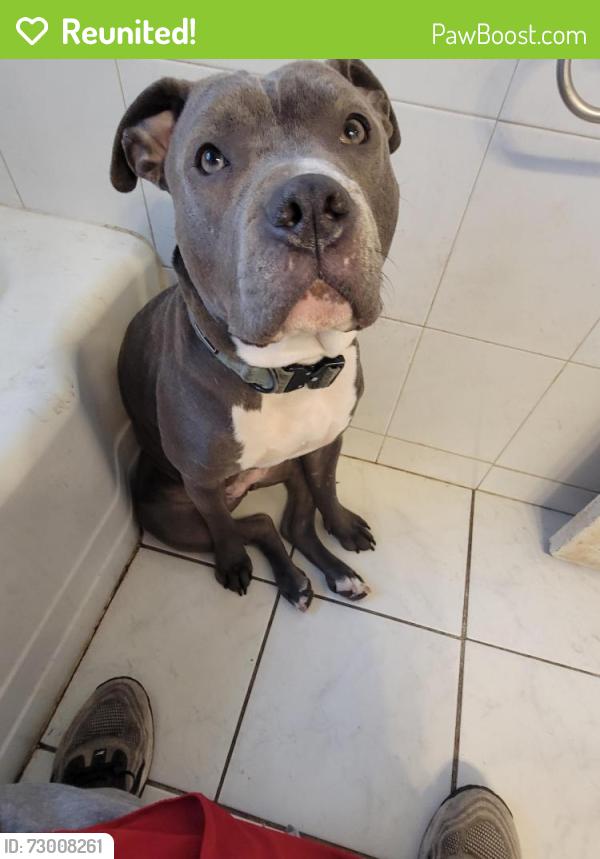 Reunited Female Dog last seen Rt30 and ashland, Chicago Heights, IL 60411