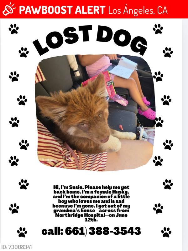 Lost Female Dog last seen Etiwanda ave y Roscoe blv, Los Ángeles, CA 91324