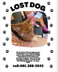 Lost Female Dog last seen Etiwanda ave y Roscoe blv, Los Ángeles, CA 91324