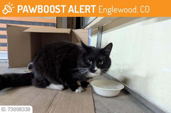 Found/Stray Female Cat last seen West Mountain Rd and Irving , Englewood, CO 80110