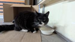 Found/Stray Female Cat last seen West Mountain Rd and Irving , Englewood, CO 80110