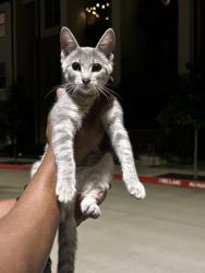 Found/Stray Unknown Cat last seen Greenside and Custer, Richardson, TX 75080