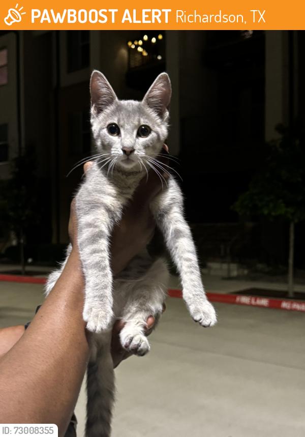 Found/Stray Unknown Cat last seen Greenside and Custer, Richardson, TX 75080