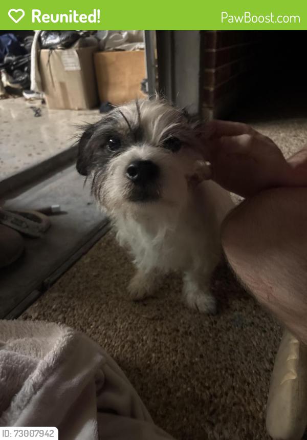 Reunited Male Dog last seen State School/Robinson Rd in Corinth , Denton, TX 76210