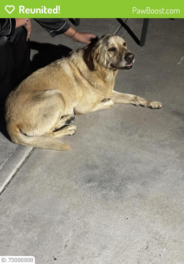 Reunited Male Dog last seen Woodruff and Rosecrans , Bellflower, CA 90706
