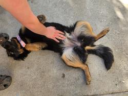 Found/Stray Female Dog last seen Dillweed or Vista Del Lago High School, Moreno Valley, CA 92553