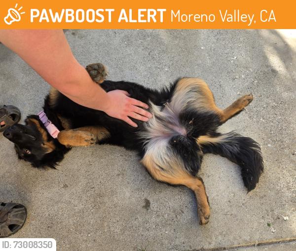 Found/Stray Female Dog last seen Dillweed or Vista Del Lago High School, Moreno Valley, CA 92553