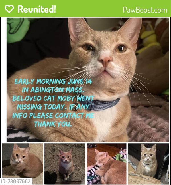 Reunited Male Cat last seen Plymouth st Abington , Abington, MA 02351
