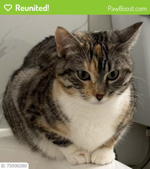 Reunited Female Cat last seen near Mill Creek Ravine, in the 82 Ave & 95 Street area of Edmonton, Edmonton, AB T6E 1Y5