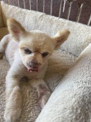 Lost Female Dog last seen Driscoll , Fremont, CA 94539