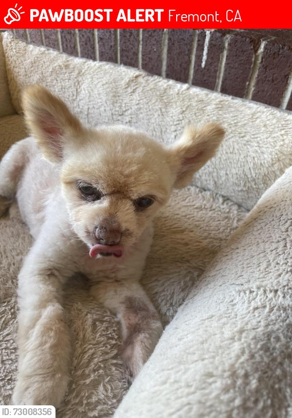 Lost Female Dog last seen Driscoll , Fremont, CA 94539