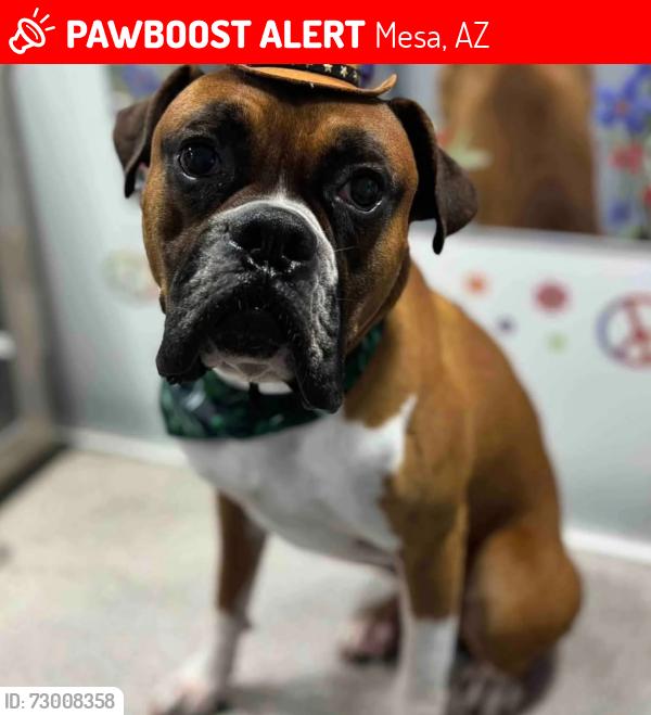 Lost Male Dog last seen Alma school and main, Mesa, AZ 85201