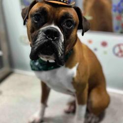 Lost Male Dog last seen Alma school and main, Mesa, AZ 85201