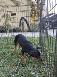 Reunited Male Dog last seen Santa Ana police department, Santa Ana, CA 92701