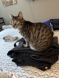 Lost Female Cat last seen S Samish way, Bellingham, WA 98229