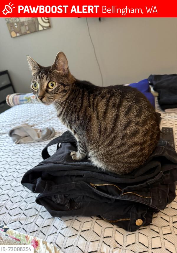 Lost Female Cat last seen S Samish way, Bellingham, WA 98229