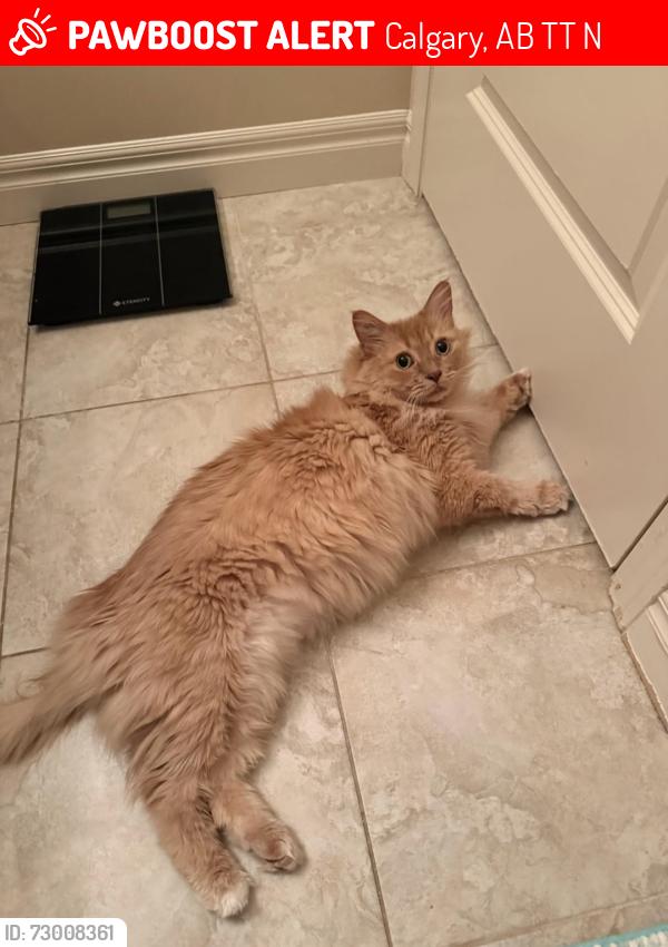 Lost Male Cat last seen Marda Loop, Calgary, AB T2T 1N4