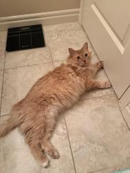 Lost Male Cat last seen Marda Loop, Calgary, AB T2T 1N4