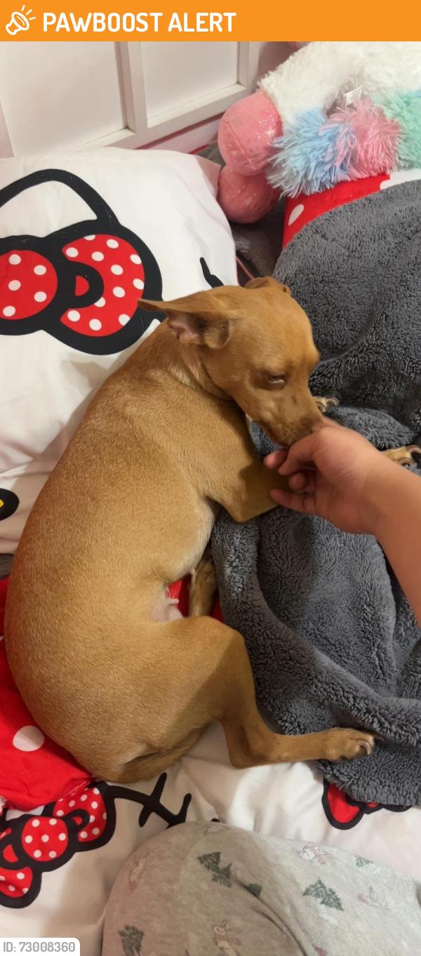 Found/Stray Female Dog last seen On Comet st, Rancho Cucamonga, CA 91730
