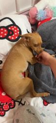Found/Stray Female Dog last seen On Comet st, Rancho Cucamonga, CA 91730