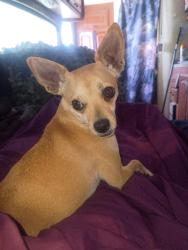 Lost Female Dog last seen Ebers and Newport Ocean Beach , San Diego, CA 92107