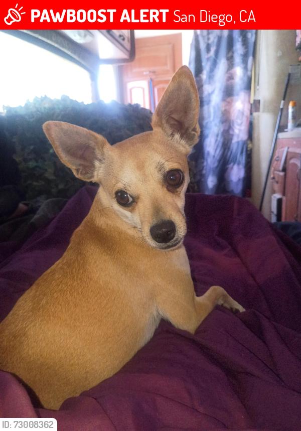 Lost Female Dog last seen Ebers and Newport Ocean Beach , San Diego, CA 92107