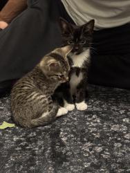 Lost Female Cat last seen Near Panhandle St, Denton, TX 76201