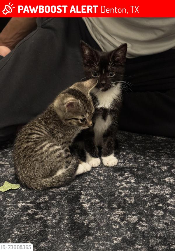 Lost Female Cat last seen Near Panhandle St, Denton, TX 76201
