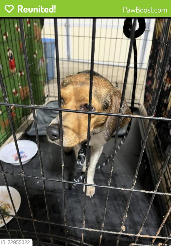 Reunited Female Dog last seen Lanes Corner Road and Post Oak Road, Spotsylvania, VA. 2255-, Spotsylvania County, VA 22551