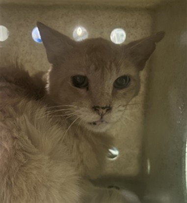 Shelter Stray Female Cat last seen , 1850 W 60th St, Los Angeles, CA 90047, USA