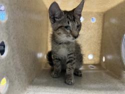 Shelter Stray Male Cat last seen , 4275 Elton St, Baldwin Park, CA 91706, USA