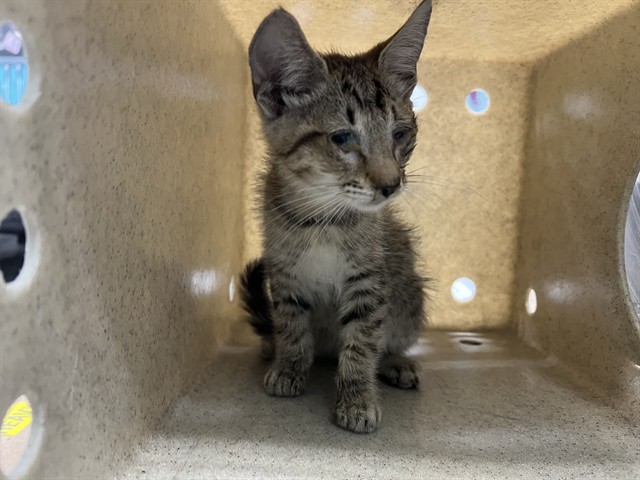 Shelter Stray Male Cat last seen , 4275 Elton St, Baldwin Park, CA 91706, USA
