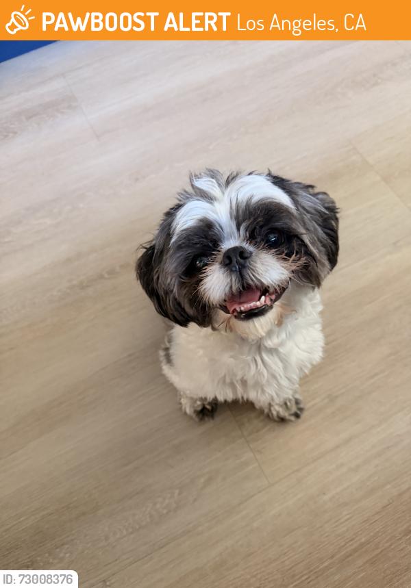 Found/Stray Male Dog last seen Edwin Markham Middle School, Los Angeles, CA 90002