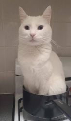 Reunited Male Cat last seen Rathdowne Street/Neill Street , Carlton, VIC 3053