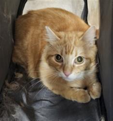 Shelter Stray Male Cat last seen , 3201 Lacy St, Los Angeles, CA 90031, USA