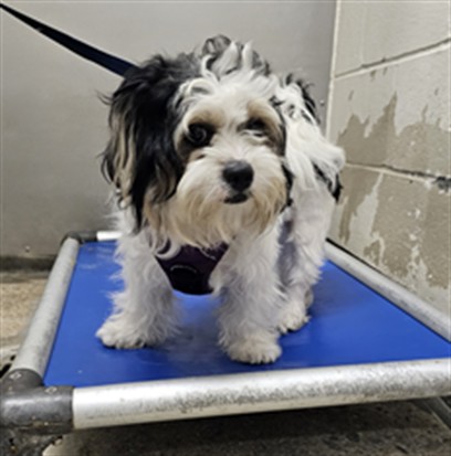 Shelter Stray Female Dog last seen , 3201 Lacy St, Los Angeles, CA 90031, USA