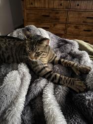 Reunited Male Cat last seen Imperial hwy and Cordova (near La mirada blvd), La Mirada, CA 90638