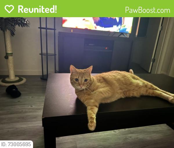 Reunited Female Cat last seen Westwing Parkway & 92nd drive, Peoria, AZ 85383